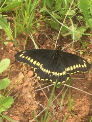 Battus polydamas psittacus