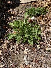 Taraxacum officinale