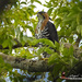 Ornate Hawk-Eagle - Photo (c) angel_castillo_birdingtours, some rights reserved (CC BY-NC), uploaded by angel_castillo_birdingtours