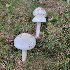 Amidella