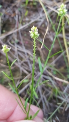 Polygala nuttallii