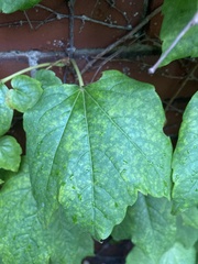 Parthenocissus tricuspidata