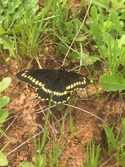 Battus polydamas psittacus