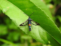 Synanthedon myopaeformis