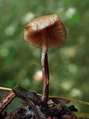 Galerina paludosa