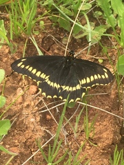 Battus polydamas psittacus