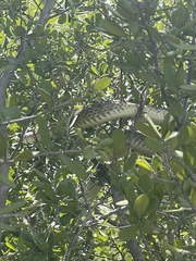 Masticophis flagellum testaceus