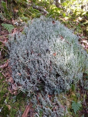Cladonia furcata