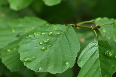 Acalitus brevitarsus