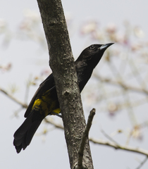 Icterus melanopsis