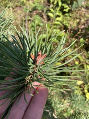 Pinus rigida