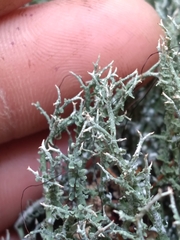 Cladonia furcata