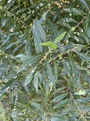 Salix eriocephala