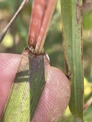 Andropogon ternarius