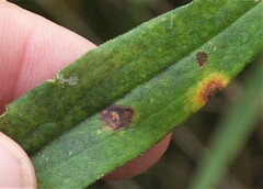 Botryosphaeria dothidea