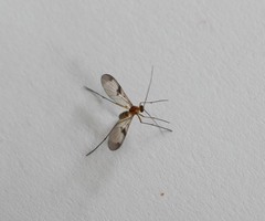 Macrocerinae