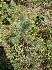 Pinus rigida