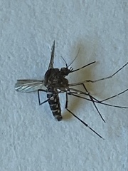 Aedes taeniorhynchus