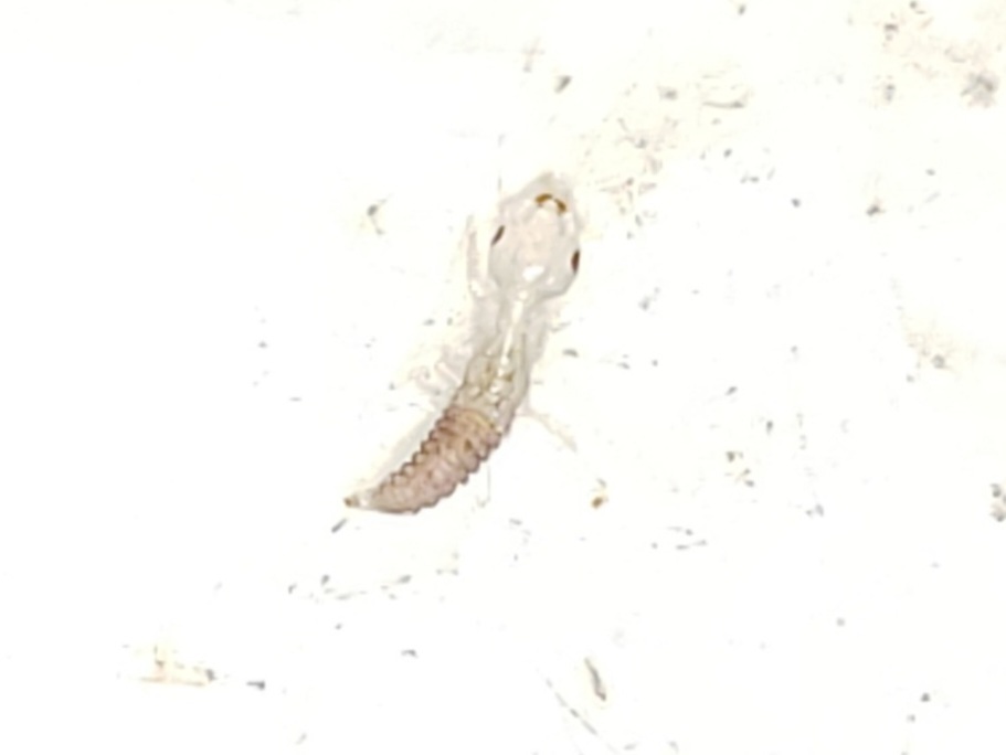 Eastern dobsonfly (Corydalus cornutus)