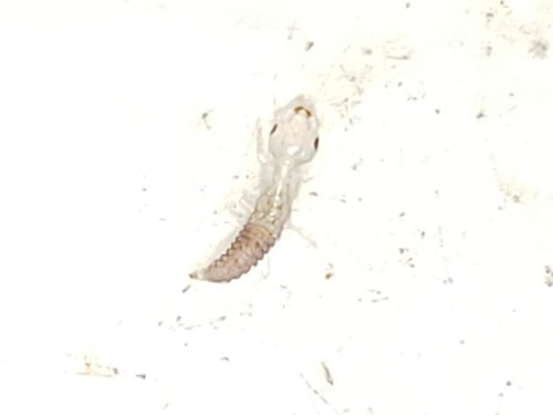 Eastern dobsonfly