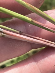 Andropogon ternarius
