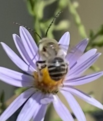 Melissodes druriellus