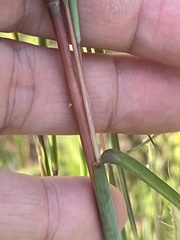 Andropogon ternarius