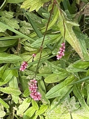 Persicaria longiseta