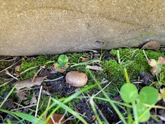 Scleroderma