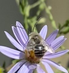 Melissodes druriellus