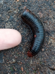 Diplopoda