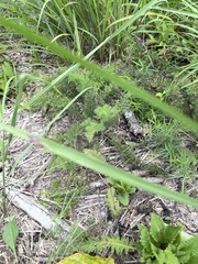 Thelypteris palustris