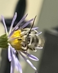Melissodes druriellus