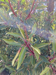 Arbutus arizonica
