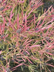 Leucadendron salignum