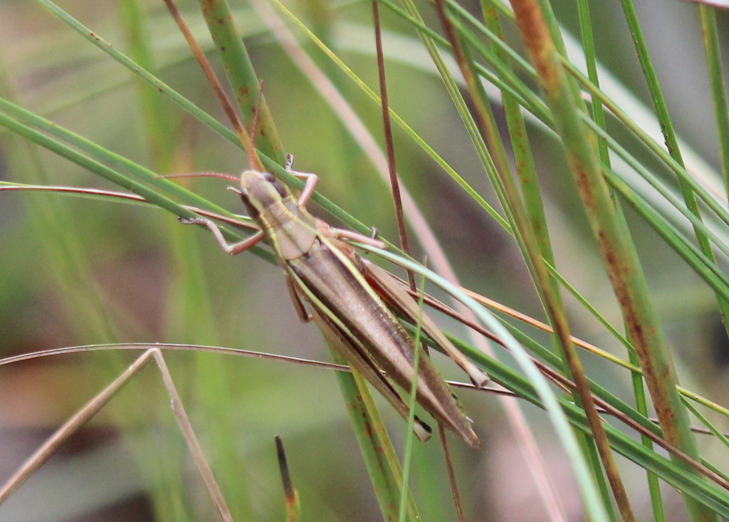 Striped Sedge Grasshopper