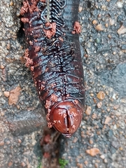 Diplopoda