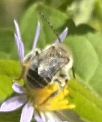 Melissodes druriellus