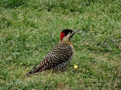 Colaptes melanochloros