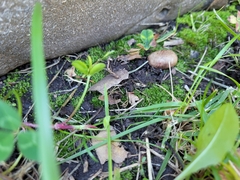 Scleroderma