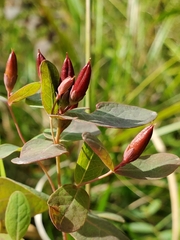 Hypericum fraseri