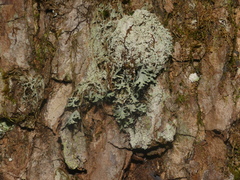 Heterodermia neglecta
