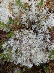 Cladonia portentosa