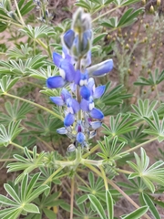 Lupinus cosentinii