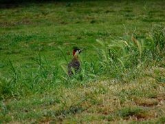 Colaptes melanochloros
