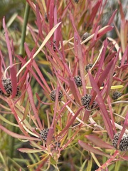 Leucadendron salignum