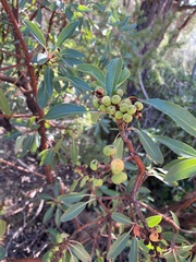 Arbutus arizonica