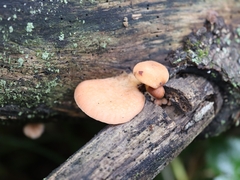 Rhodotus palmatus