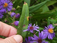 Botryosphaeria dothidea