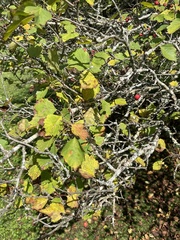 Crataegus punctata